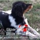 breton tricolor TIANA de Abel.K-3
www.spanielsbreton.com